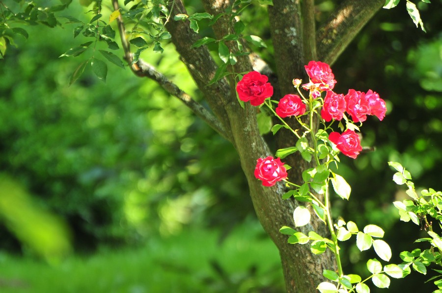 roter Rosenbusch