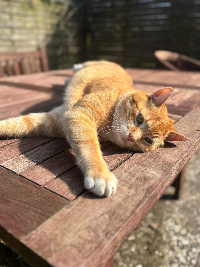 Katze in der Sonne